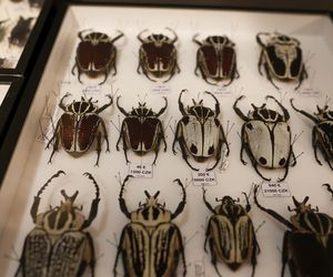 I Międzynarodowy Dzień Wymiany Owadów i Targi Entomologiczne w Bytomiu