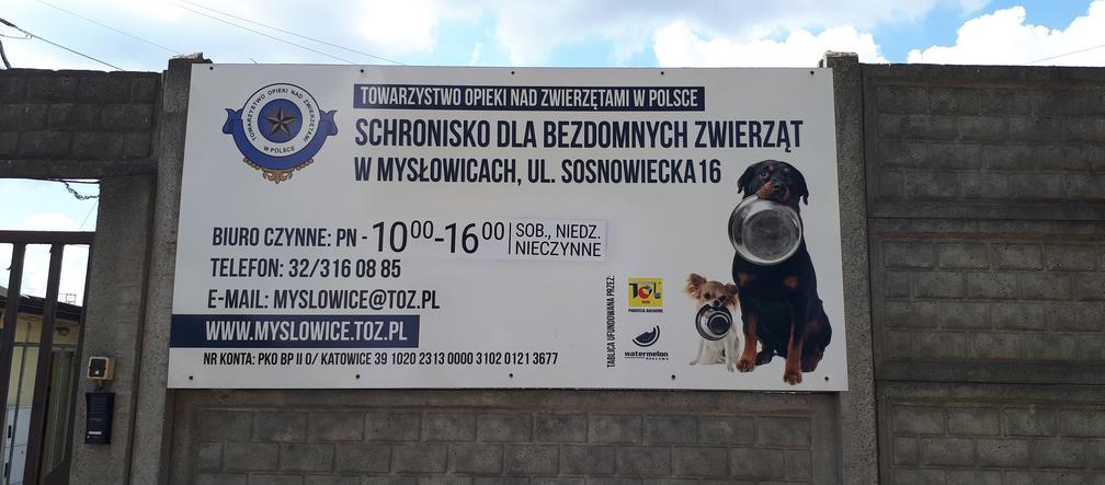 Przyjdź i weź je na spacer. Czworonogi ze schroniska w Mysłowicach czekają na Ciebie!