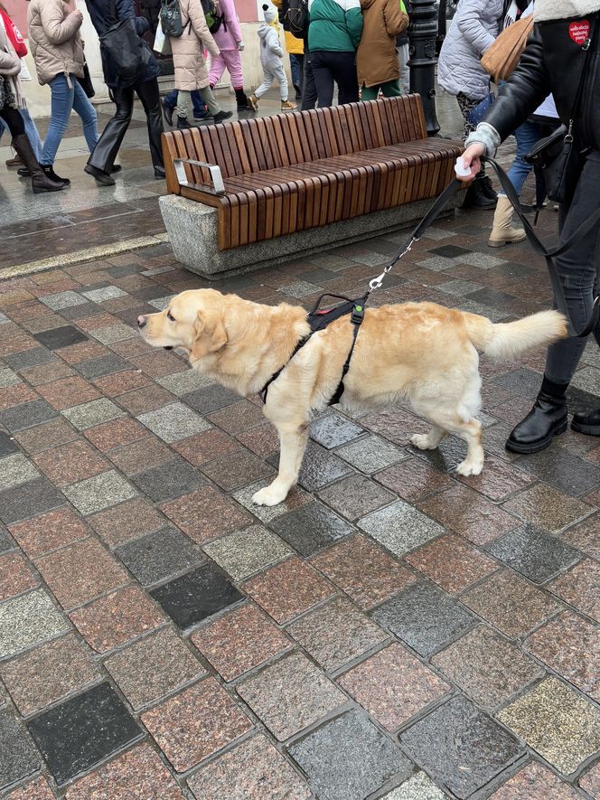 Golden Retriever WOŚP w Poznaniu