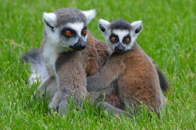 Poznaj życie lemurów. Bydgoskie zoo zaprasza do siebie całe rodziny!