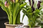 Kalia (Zantedeschia) 