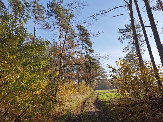 Słoneczny listopadowy poranek w Ostrowie