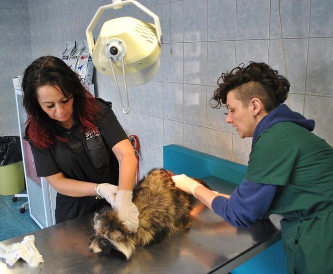 200 KLESZCZY JENOTA.