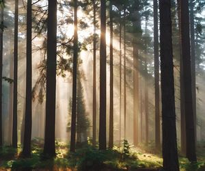 Najpiękniejsze lasy w Polsce na jesienne spacery. Gdzie warto pojechać, zanim opadną liście?