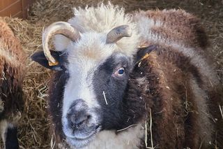 Szopka bożonarodzeniowa w Śląskim Ogrodzie Zoologicznym