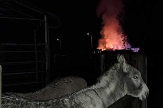 To on podpalił siano zwierzakom z Przystani Ocalenie