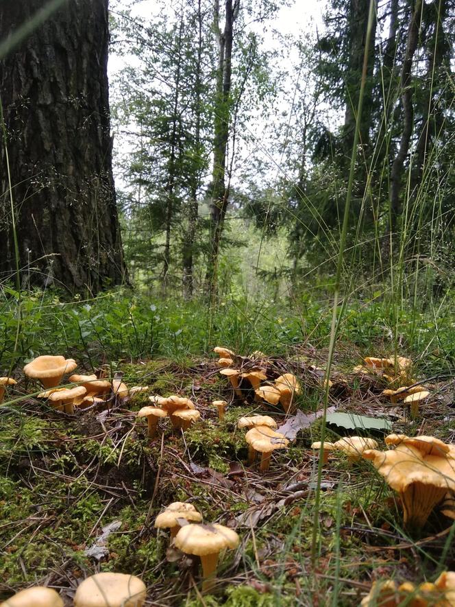 Wysyp grzybów pod Olsztynem. Grzybiarze ruszyli do lasów [ZDJĘCIA]