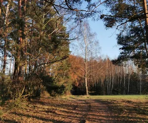 Można posadzić las w Ostrowie