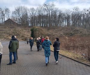 Kontrowersyjna wycinka drzew pod trasę N-Ś w Rudzie Śląskiej. Mieszkańcy: to jest fałszerstwo na duża skalę, to skandal