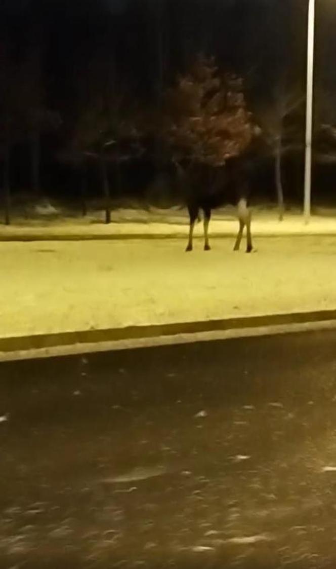 Łosie w środku Białegostoku. Biegały przy Auchan. Doszło do zderzenia