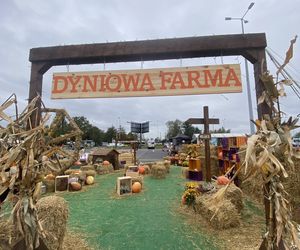 Farma Dyniowa