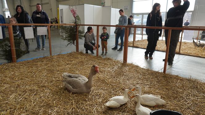 ZOOPARK w Lublinie. „Postawiliśmy na polski las. Chcemy promować nasze zwierzątka”