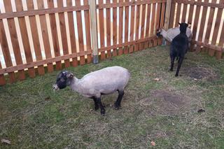 Wielkanocny jarmark na Politechnice Bydgoskiej