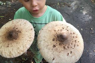 Największe grzyby w województwie lubuskim. Mieszkańcy przesłali swoje zdobycze!