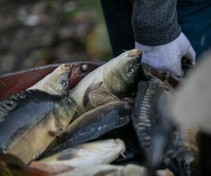 Ceny karpia w Małopolsce. Ile trzeba będzie zapłacić za ryby przed świętami?