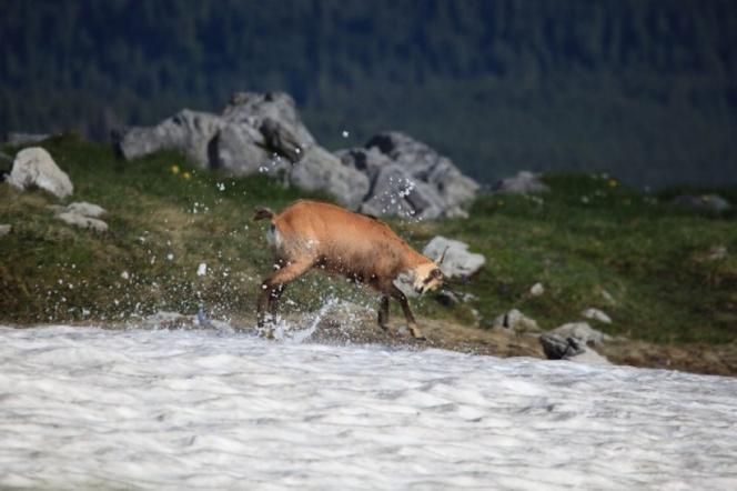 Tatry. Jak się ma populacja kozic w górach? Przyrodnicy policzyli jak dużo jest młodych koźląt