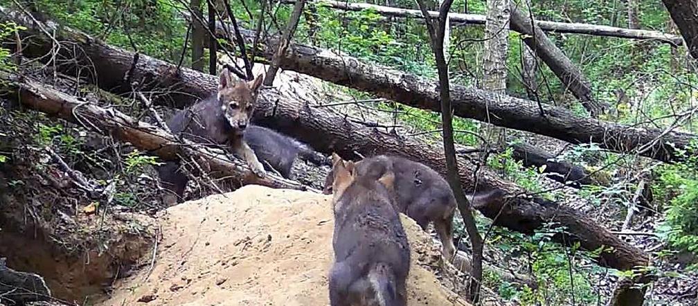 Małe wilki wyszły z nory i poznają las pod Częstochową