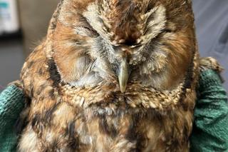 Sowa alfa wpadła do komina i poparzyła skrzydła