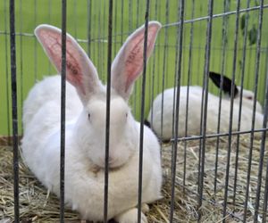 Kalisz. Rasowe gołębie, drób i króliki można podziwiać w hali OSRiR