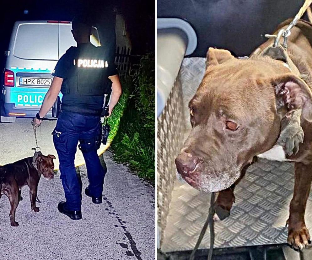  ZŁodzieje ukradli pitbulla.