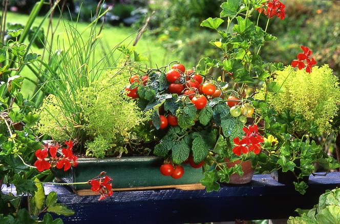 Odmiany pomidorów do uprawy na balkonie