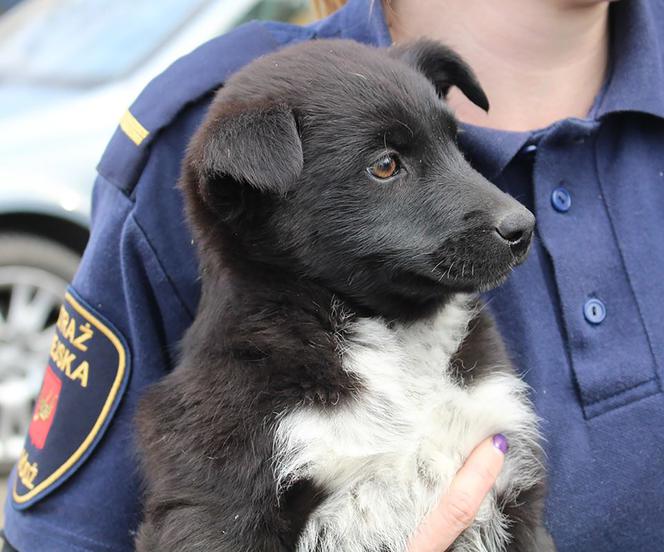 Kto przygarnie czarno-białe misie