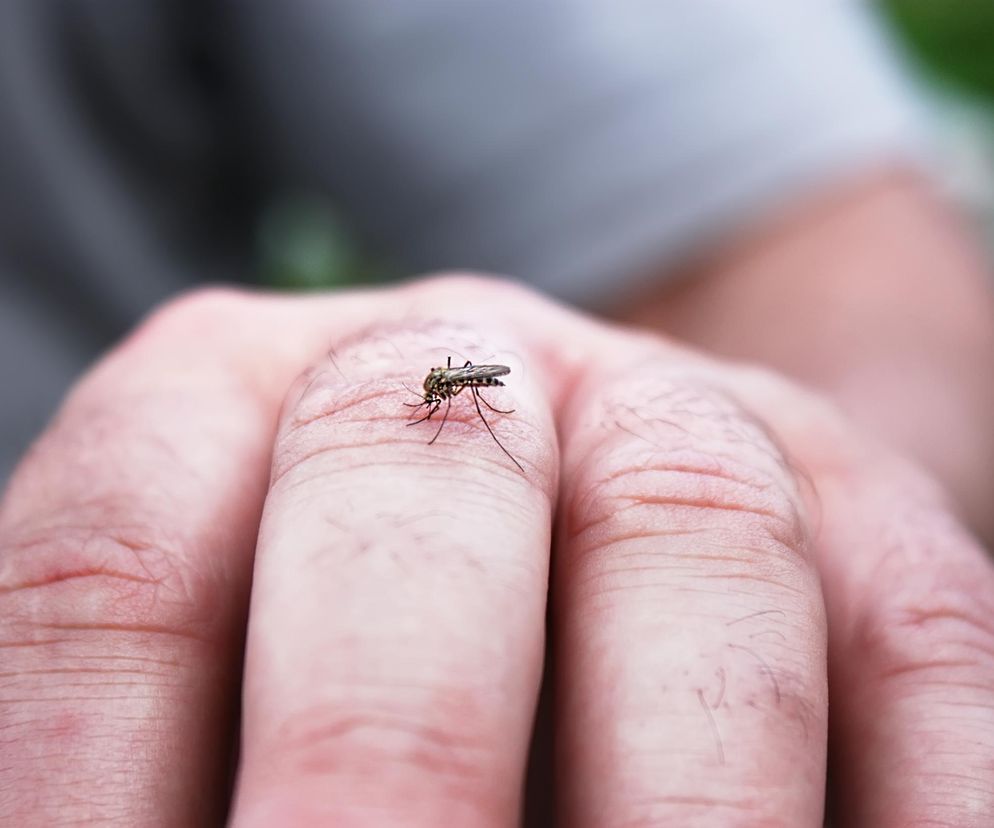 Wirus Usutu w Polsce. Ekspert: Przenoszą go komary