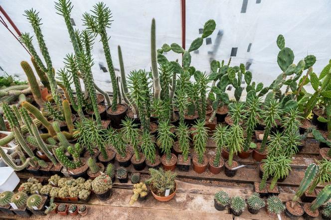 Kaktusy pana Mieczysława potrzebują ciepła