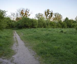 W Bytomiu powstanie Dżońcio Park. Będzie to strefa rekreacji dla psów i ich właścicieli