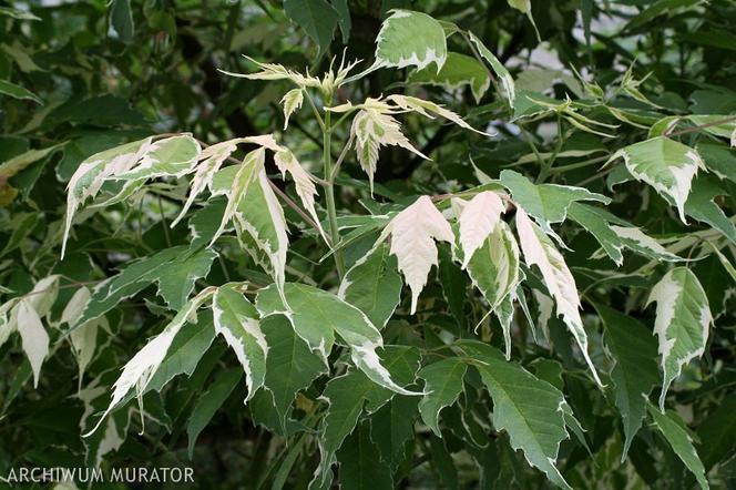 Klon jesionolistny 'Variegatum' - Acer negundo 'Variegatum'