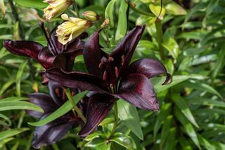 Lilia azjatycka' Nightrider'