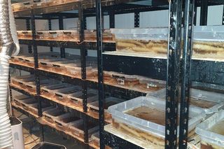 Policja zlikwidowała nielegalną fabrykę pod Słupskiem