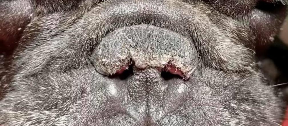 Pies u chirurga plastycznego robił sobie nos