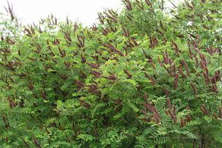 Amorfa krzewiasta (Amorpha fruticosa)