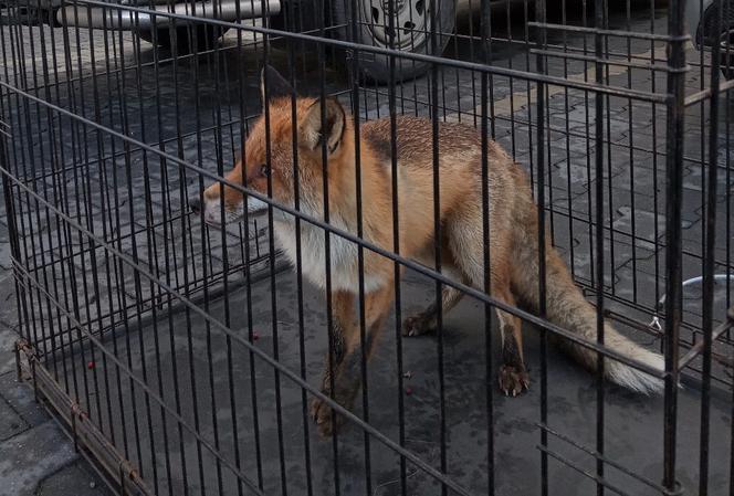 Lis w Białymstoku. Błąkał się po mieście