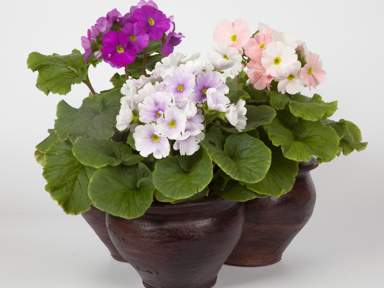 Pierwiosnek kubkowaty - Primula obconica