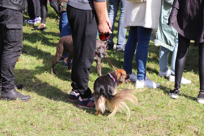 IX Piknik Przyjaciół Schroniska w Toruniu