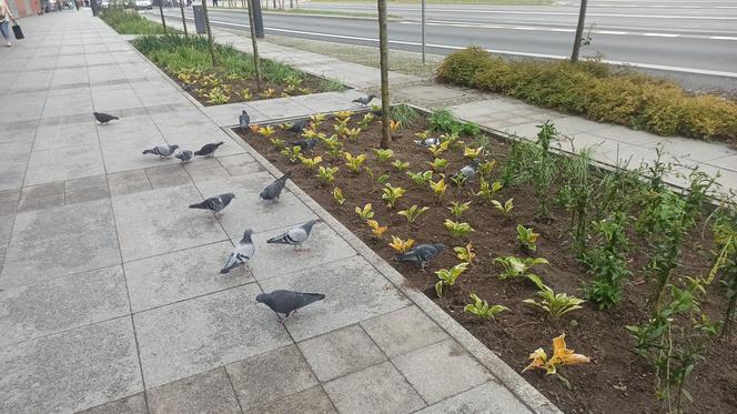 Ostatnie nasadzenia drzew przy alei Piłsudskiego