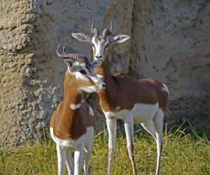 Afrykańskie gazele zobaczysz tylko w Zamościu. To duży sukces zoo