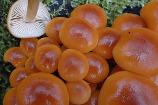 Płomienica zimowa - ten grzyb rośnie w Polsce w grudniu