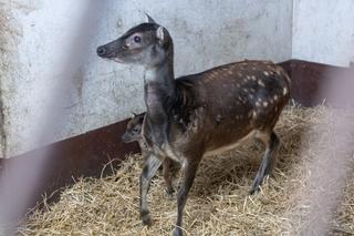 Zoologiczna sensacja w ZOO w Poznaniu 