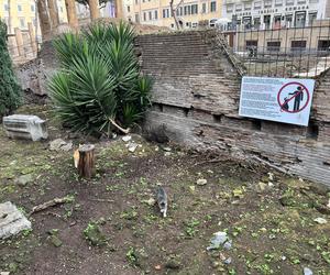 Largo Argentina w Rzymie. Koty zamieszkały w starożytnych ruinach - zobacz zdjęcia