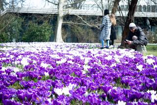 Krokusy zakwitły w Warszawie