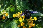 Kłosowiec pomarszczony jest tą rośliną, która zdaniem ekologów przyciąga fioletowe pszczoły