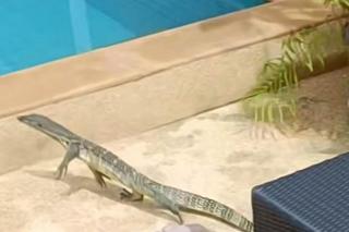 Rodzina pięcioraczków nawiedzona przez wielkiego jaszczura! Mama pokazała nagranie