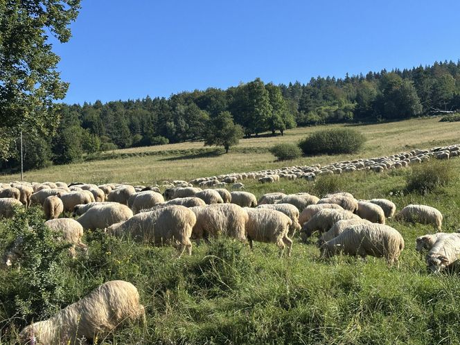 Łemkowie w Małopolsce. Ślady zostawione wszędzie