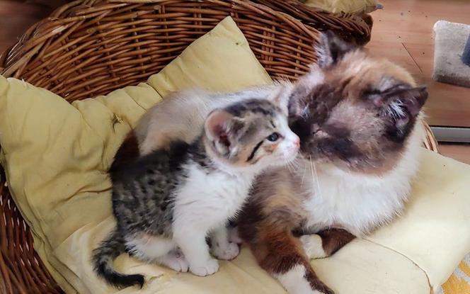 Mała kotka Grima z Kociego Sierocińca czekający na adopcję