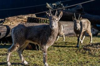 W łódzkim zoo zamieszkały nowe zwierzęta. Ludzie polują na nie dla imponujących rogów