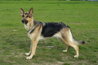 Te psy uwielbiają wspólną zabawę. Sprawdź, które rasy są najlepsze dla aktywnych [GALERIA]