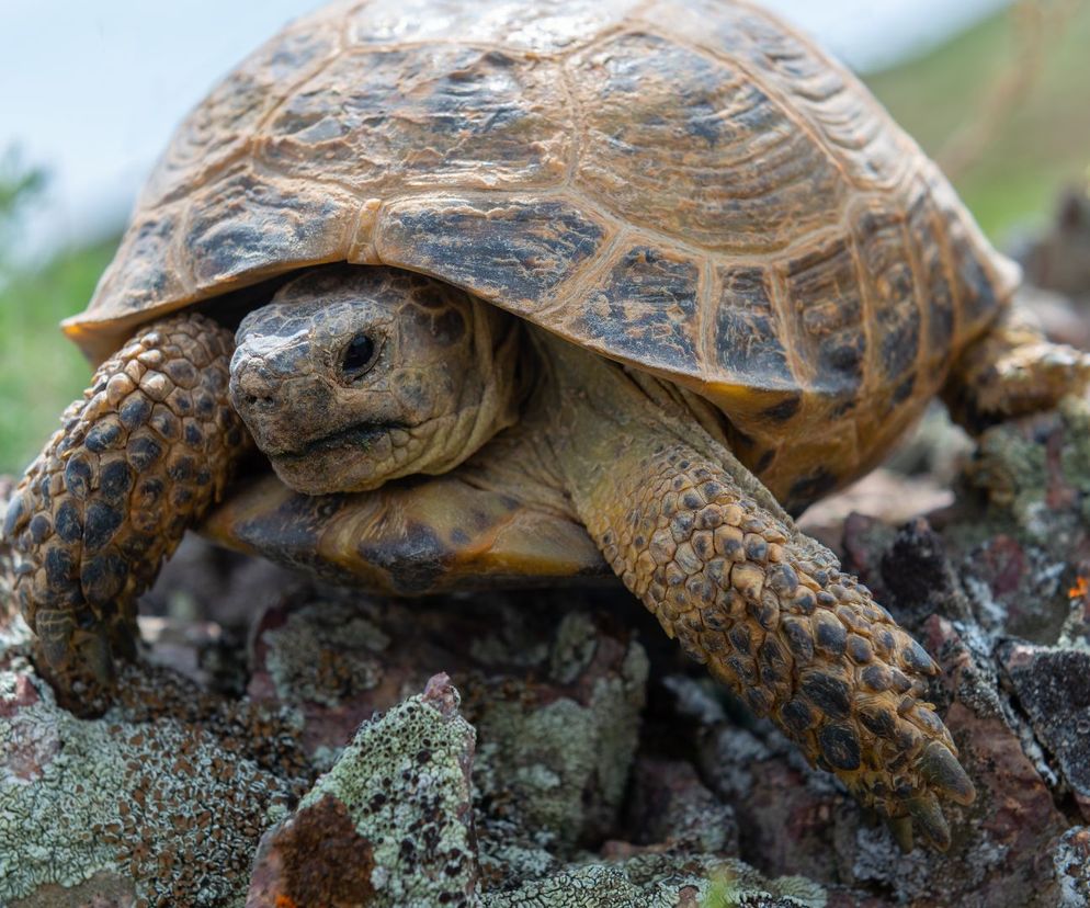 Żółw uciekł z terrarium i terroryzował działkowiczów. Na szczęście już go ujęto! 
